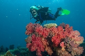 http://i4.photobucket.com/albums/y135/Pandabonium/bonium/FijiUW0576.jpg