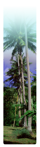 plants