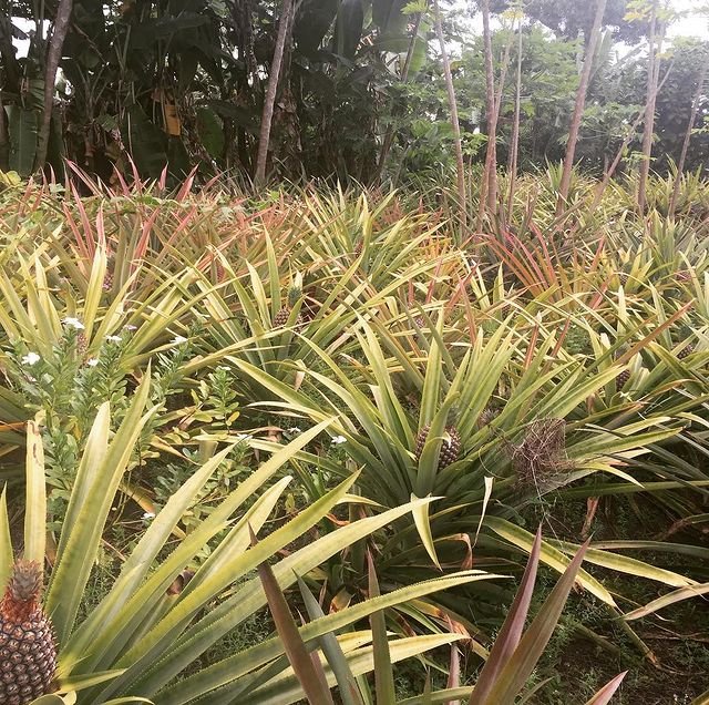 Lomani gardens pineapples