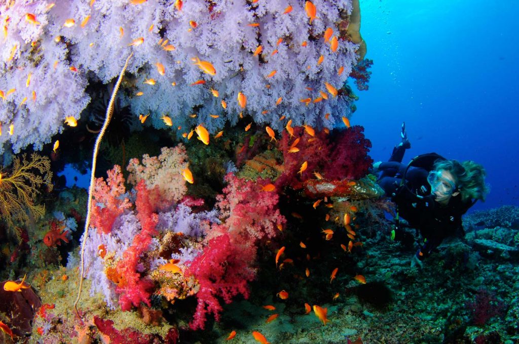 Dive at Taveuni